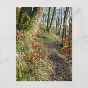 Carte Postale Promenade dans les bois en automne : Cumbria