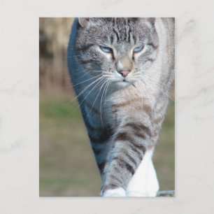 Carte Postale Promenade de chats