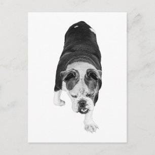 Carte Postale Promenade de chien inspirante partage la joie des 