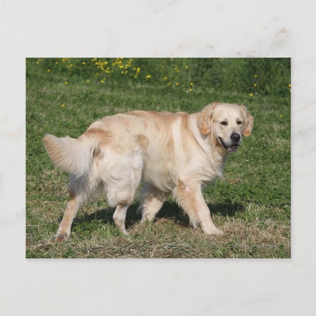 Carte Postale Promenade de Golden Retriever (Devant)