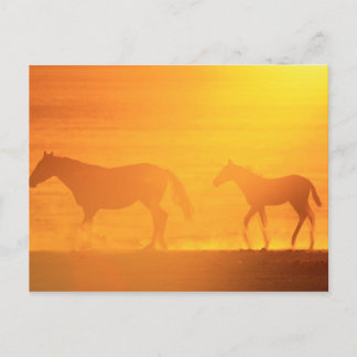 Carte Postale Promenade du coucher du soleil