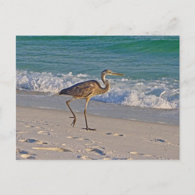 Carte Postale Promenade sur la côte nationale des îles Gulf (Devant)