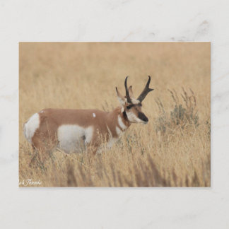 Carte Postale Pronghorn