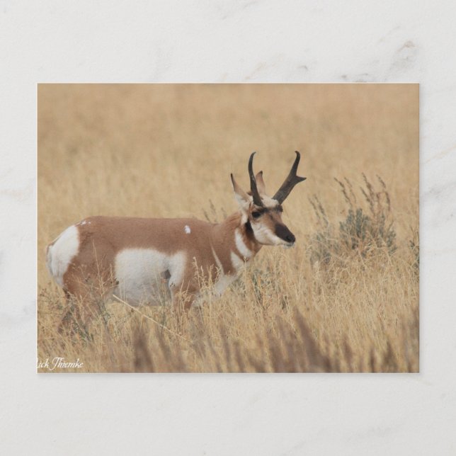 Carte Postale Pronghorn (Devant)