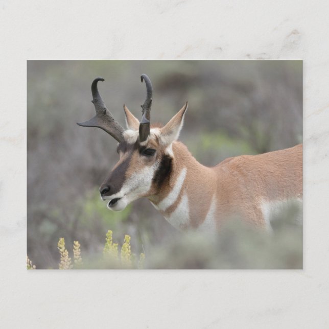 Carte Postale Pronghorn Antelope Buck | Grand Tétons (Devant)