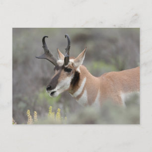 Carte Postale Pronghorn Antelope Buck   Grand Tetons