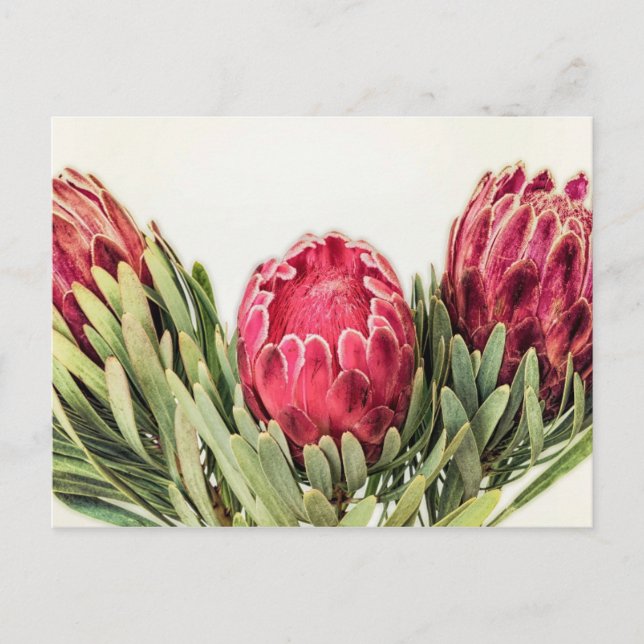 Carte Postale Protea Flower Afrique du Sud (Devant)