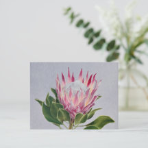 Protea Postcard