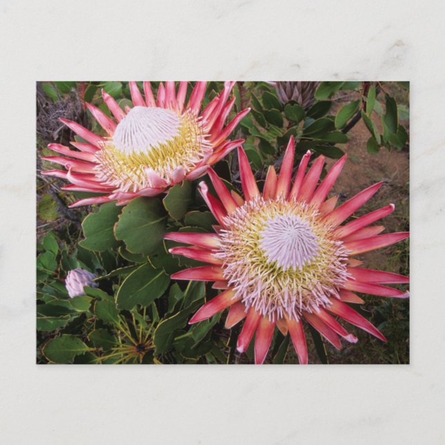 Carte Postale Protea (Protea Cynaroides), Helderberg (Devant)