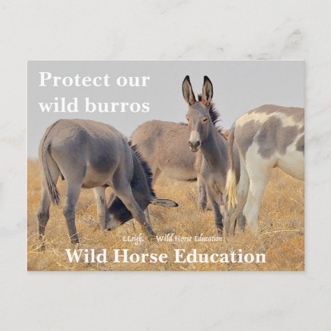 Carte Postale Protégez nos Burros sauvages (Devant)