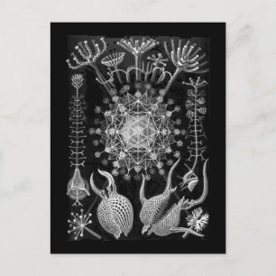 Carte Postale Protozoaires Amoeboïdes