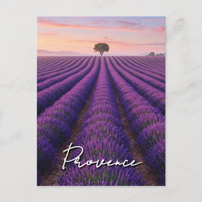 Carte Postale Provence France Lavender Champs (Devant)