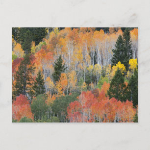 Carte Postale Provo