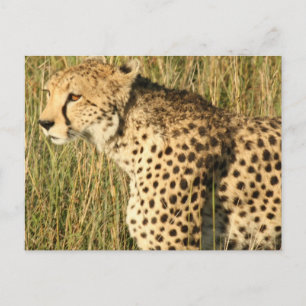 Carte postale Prowling Cheetah