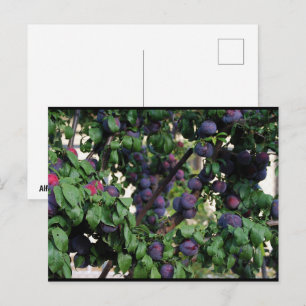 Carte Postale Prunes violettes nichées parmi les feuilles