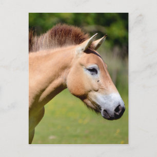 Carte Postale Przewalski