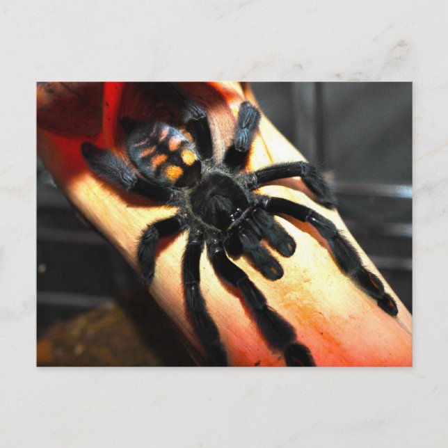 Carte Postale Psalmopoeus irminia (Devant)