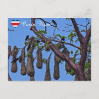 Psarocolius decumanus nidification - Costa Rica