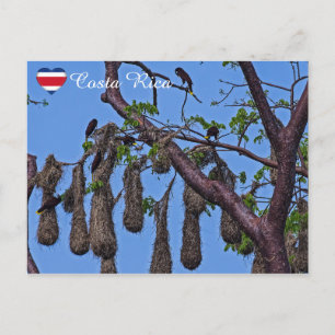 Carte Postale Psarocolius decumanus nidification - Costa Rica