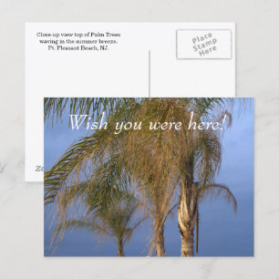 Carte Postale Pt. Agréable NJ Souhaite que vous soyez ici ! Palm