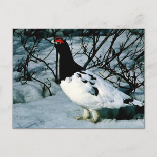 Carte Postale Ptarmigan