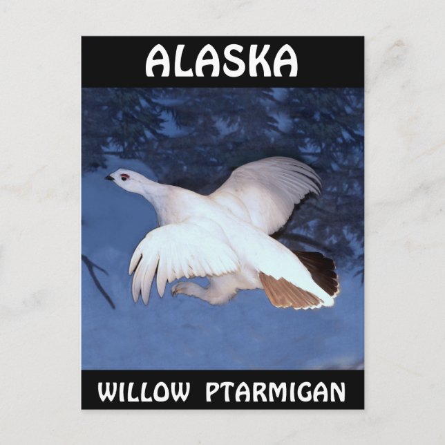 Carte Postale Ptarmigan à saule de l'Alaska (Devant)