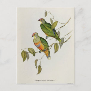 Carte Postale Ptilinopus Ewingii
