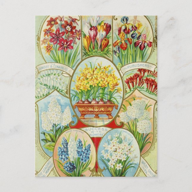 Carte postale publicitaire de graines anciennes (Devant)