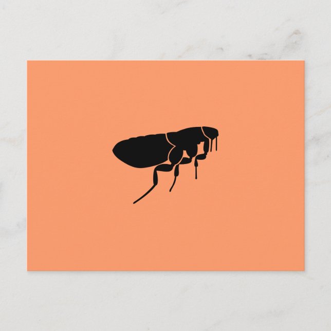Carte Postale Puce (Devant)