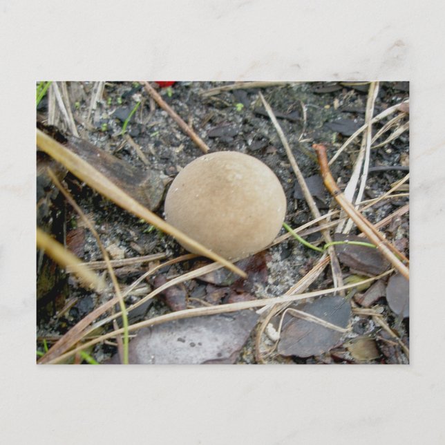 Carte Postale Puffball OBX (Devant)