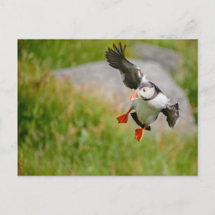 Carte postale Puffin