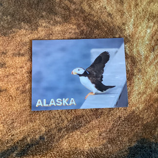 Carte Postale Puffin À Cornes En Alaska