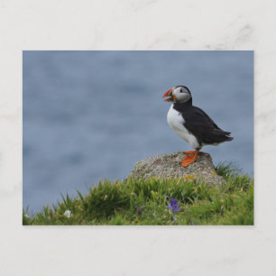 Carte Postale Puffin à surveiller