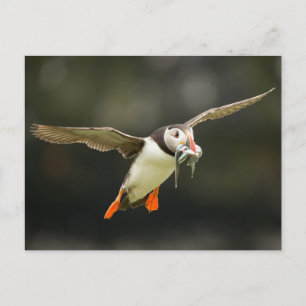 Carte Postale Puffin atlantique avec poisson en bec