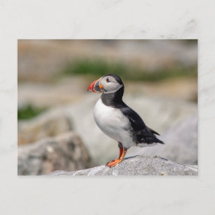 Carte Postale Puffin Atlantique en Machias, Maine