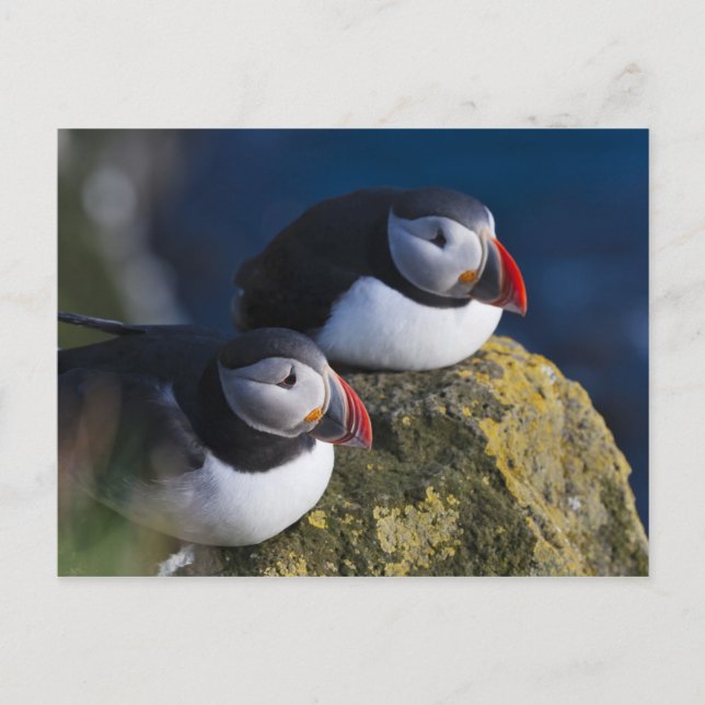 Carte Postale Puffin atlantique (Fratercula arctica) 7 (Devant)