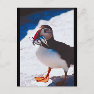 Carte Postale Puffin avec poisson