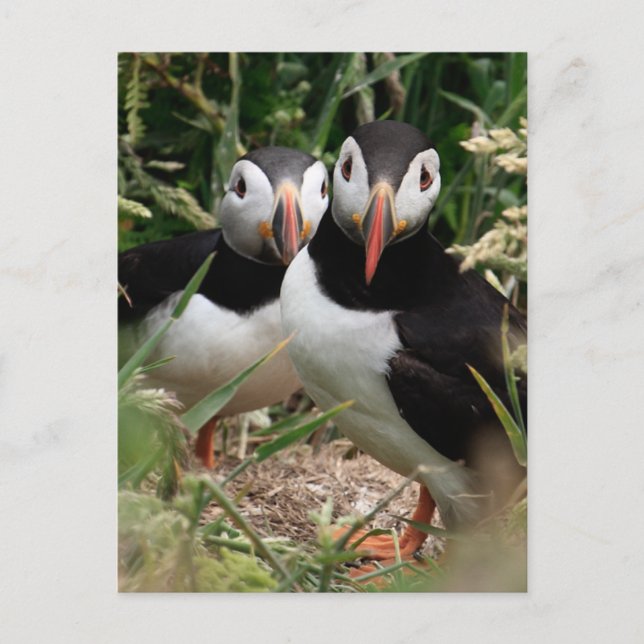 Carte Postale Puffin Couple (Devant)