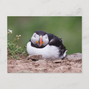 Carte Postale Puffin dormant