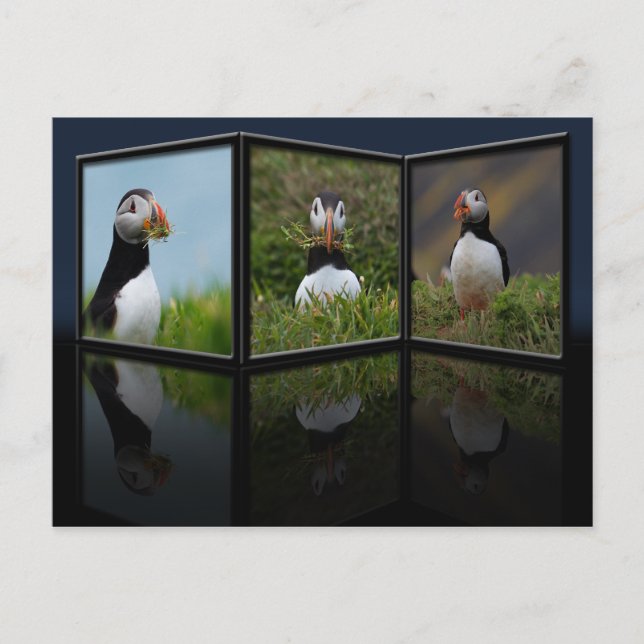 Carte postale Puffin du bâtiment du nid (Devant)
