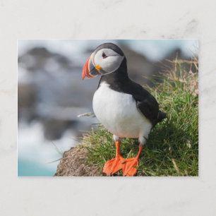 Carte Postale Puffin Fratercula arctica à Látrabjarg Islande