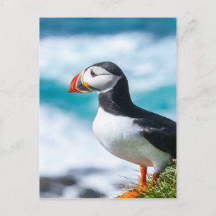 Carte Postale Puffin Fratercula arctica à Látrabjarg, Islande.