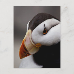 Carte Postale Puffin Horned 9028