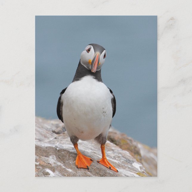 Carte Postale Puffin Pose (Devant)
