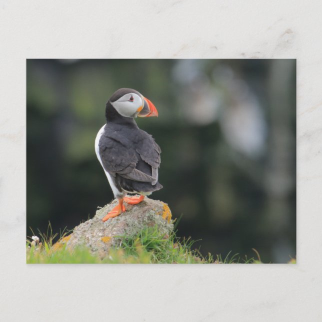 Carte Postale Puffin sur un rocher (Devant)
