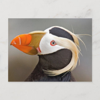Carte Postale Puffin touffé (Fratercula cirrhata)