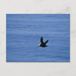 Carte Postale Puffin touffu en vol