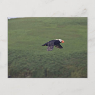 Carte Postale Puffin touffu en vol, Aiktak Island, Alaska