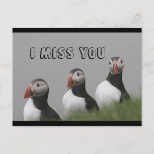 Carte postale Puffins