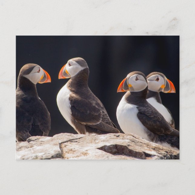 Carte Postale Puffins (Devant)